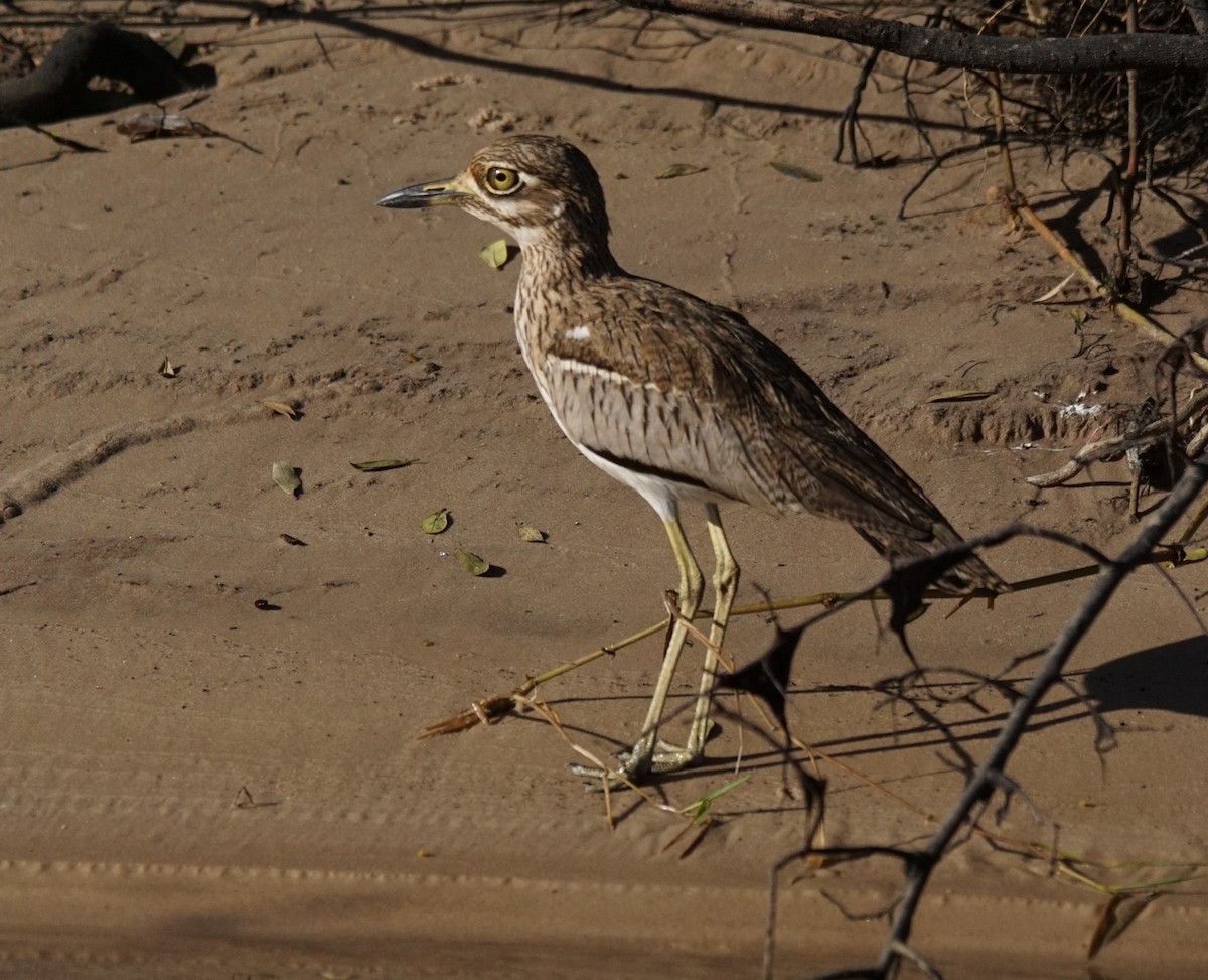 Spotted Thick-knee - ML285915061