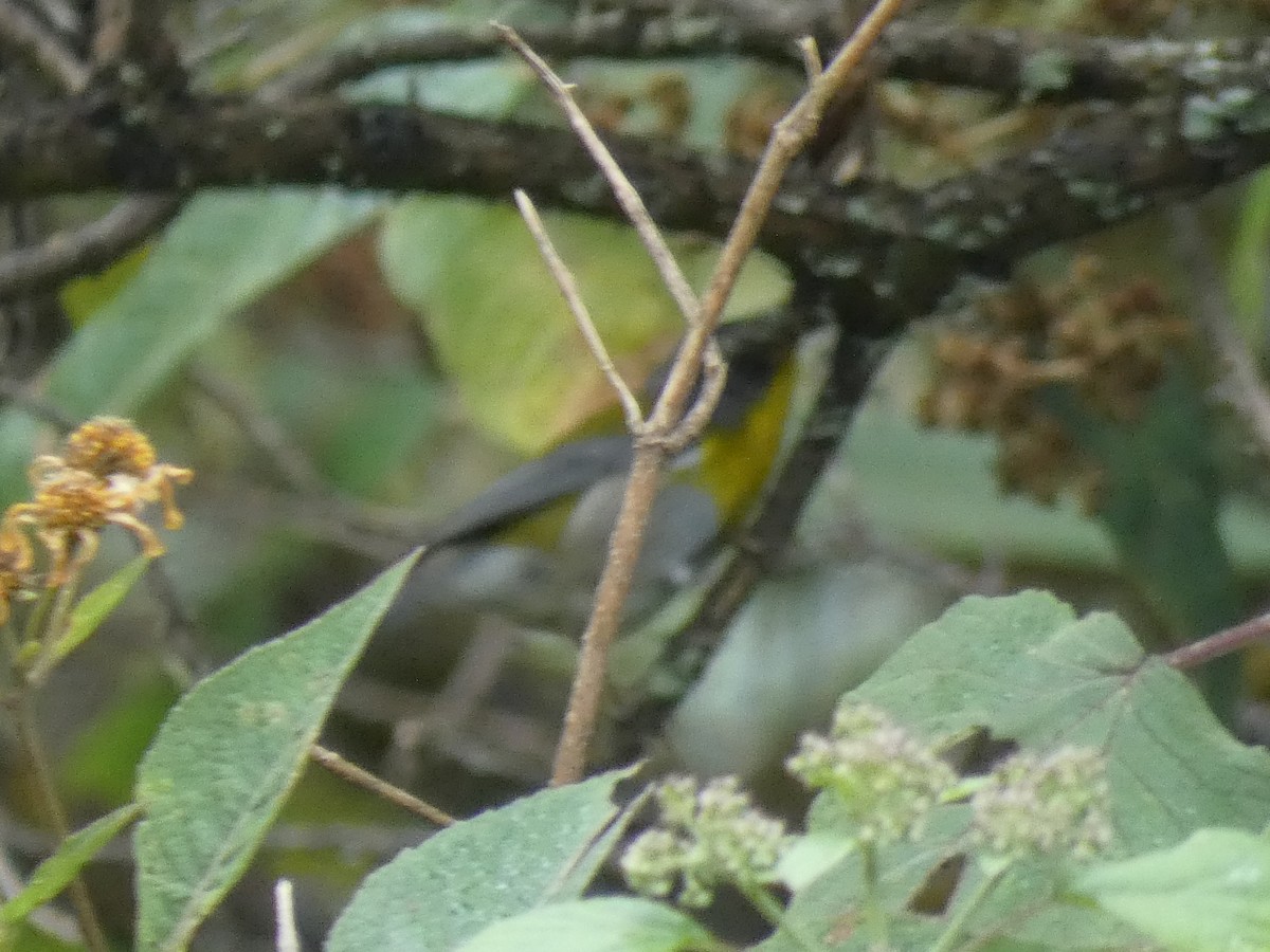 Crescent-chested Warbler - ML285920891