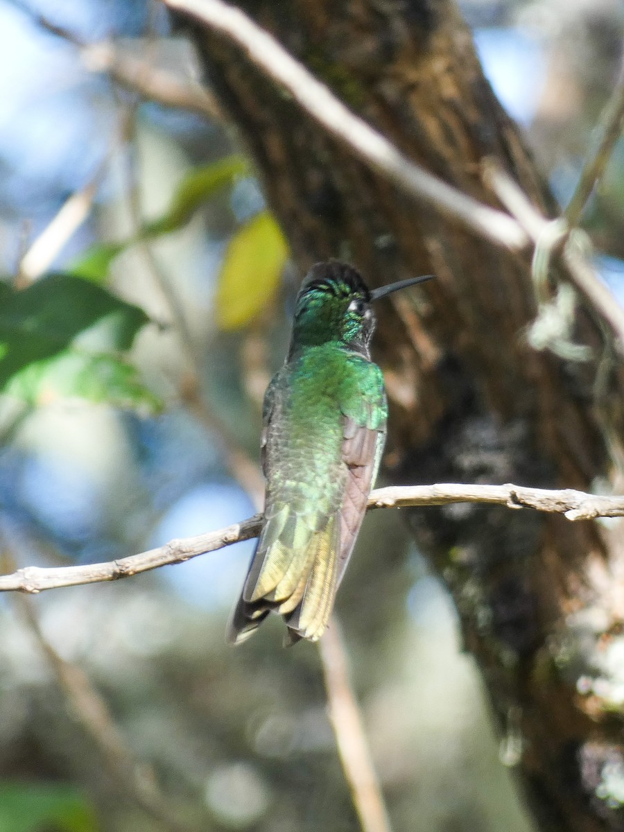 Rivoli's Hummingbird - ML285921681