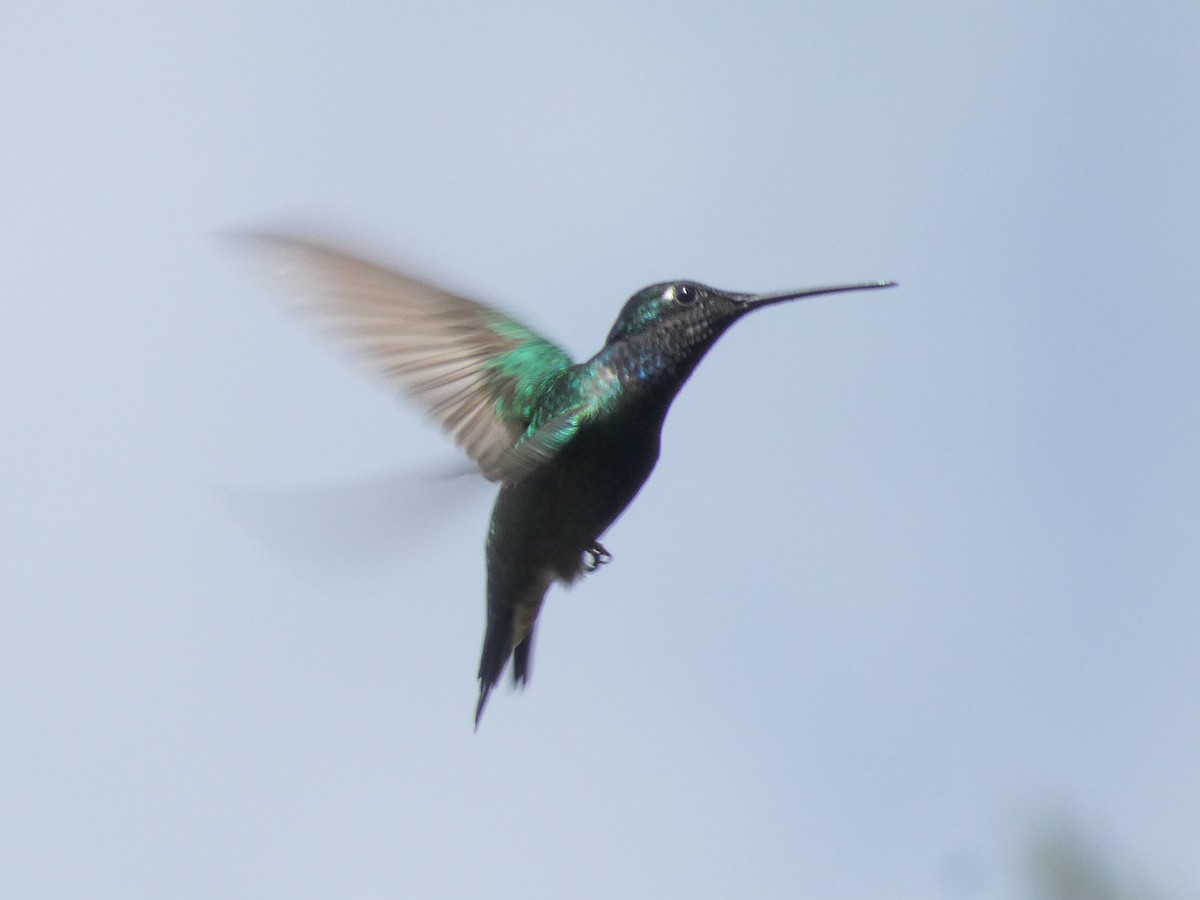 Rivoli's Hummingbird - ML285921781