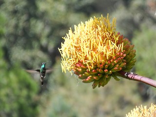 Rivoli's Hummingbird, ML285921971