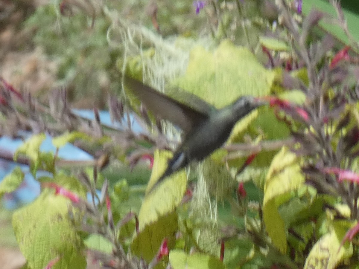 hummingbird sp. - ML285922281