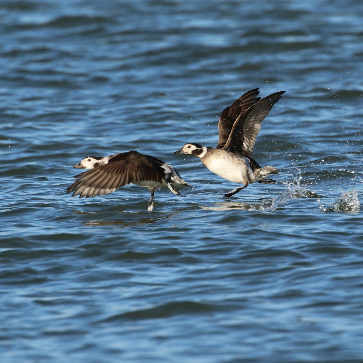 Long-tailed Duck - ML285924161