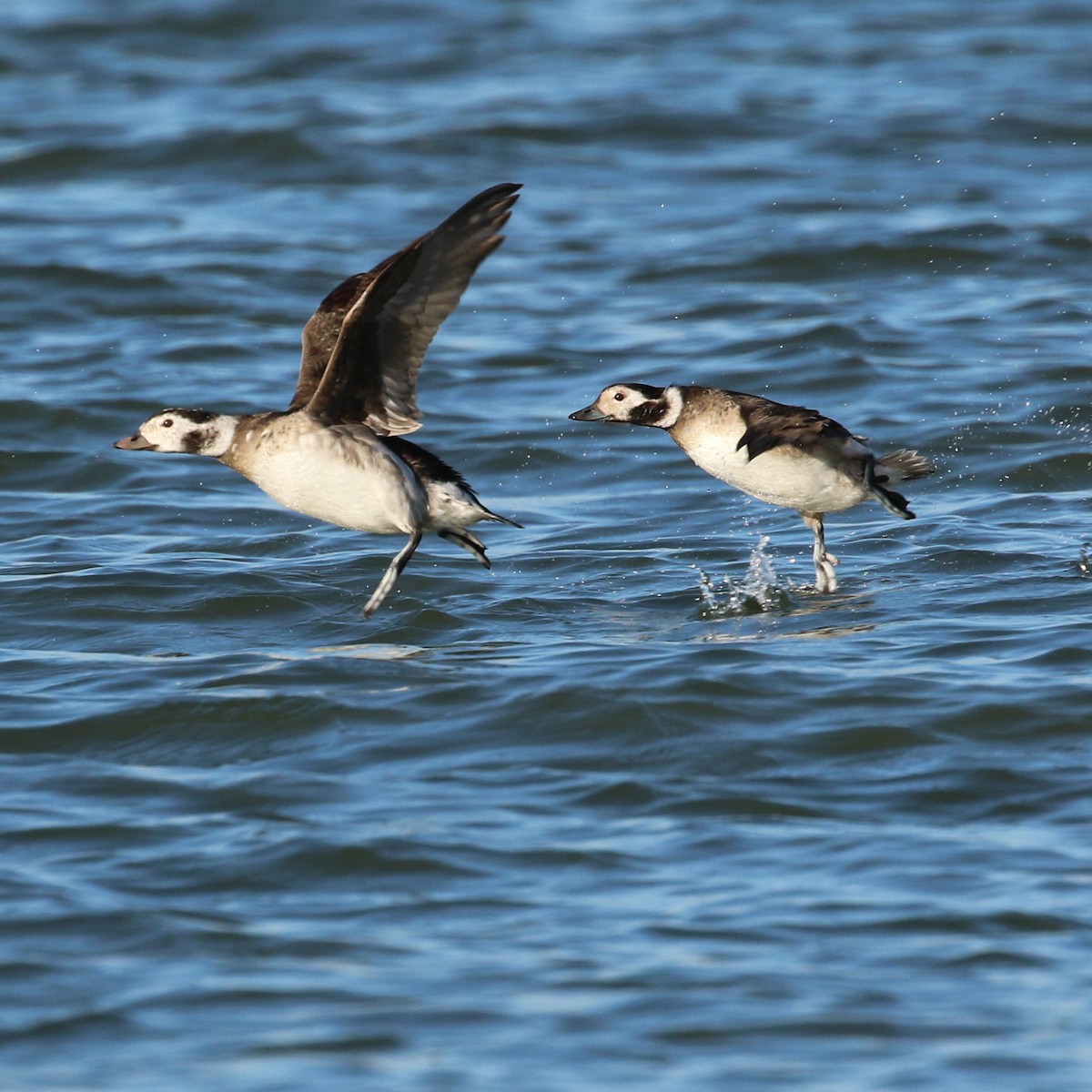 Long-tailed Duck - ML285924371