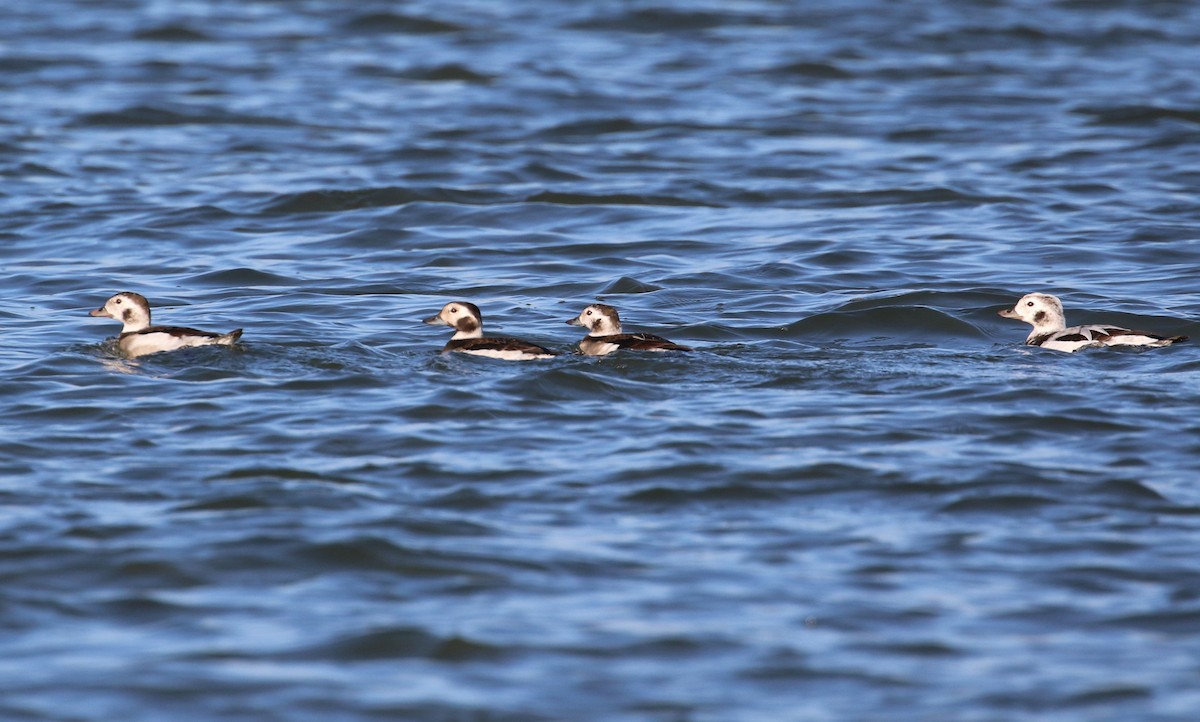 Long-tailed Duck - ML285924521