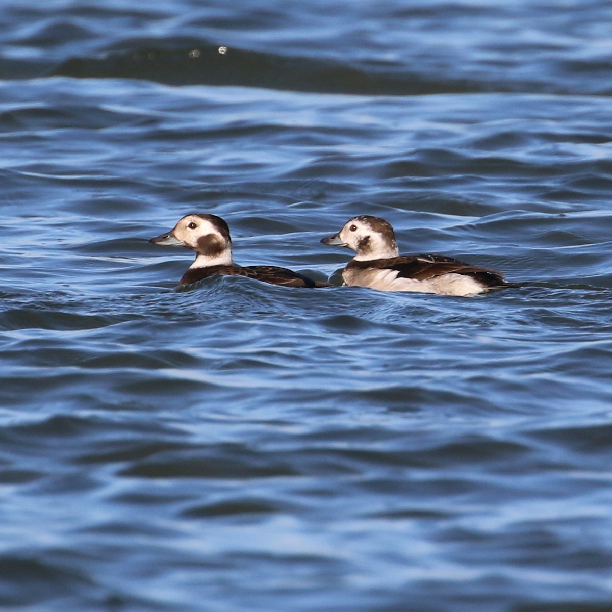 Long-tailed Duck - ML285924571