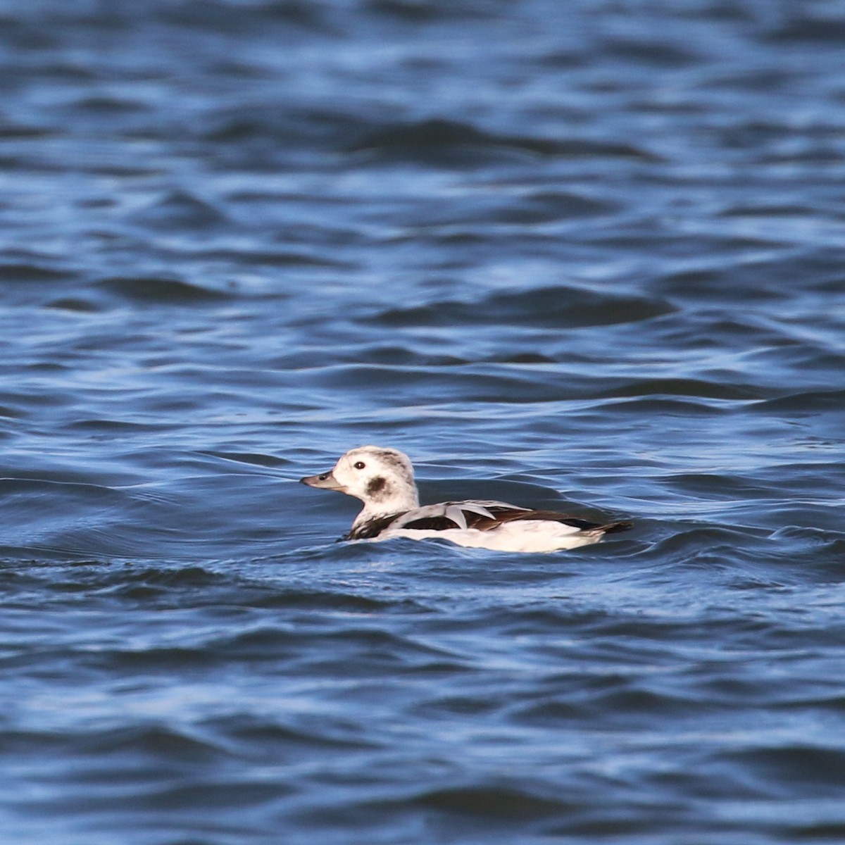 Long-tailed Duck - ML285924671