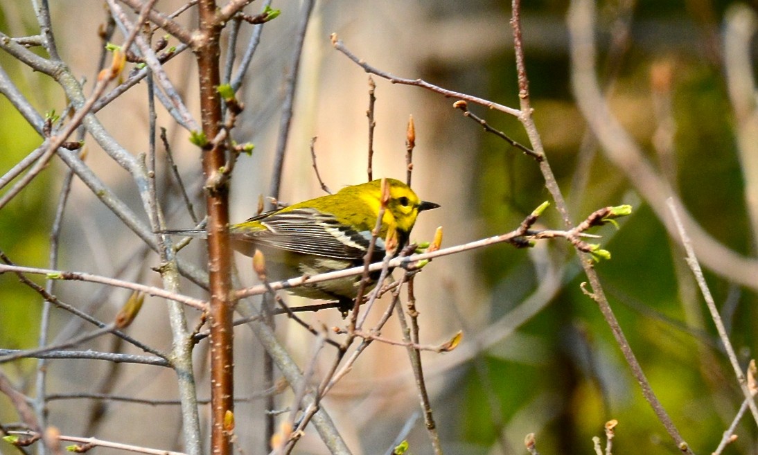 Black-throated Green Warbler - Vic Dillabaugh