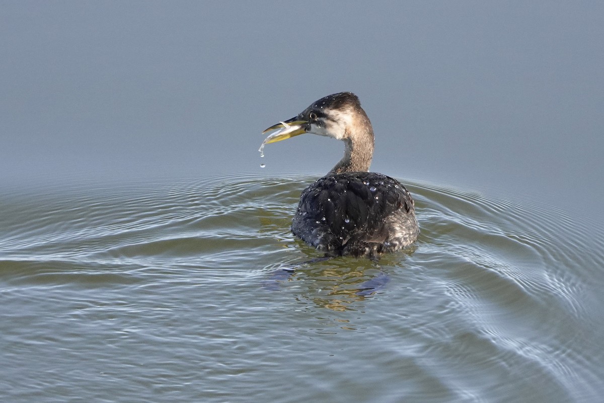 Red-necked Grebe - ML285929081