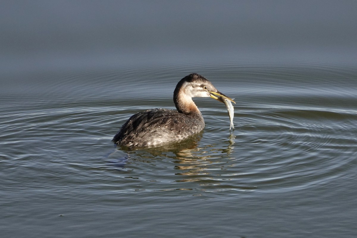 Red-necked Grebe - ML285929111