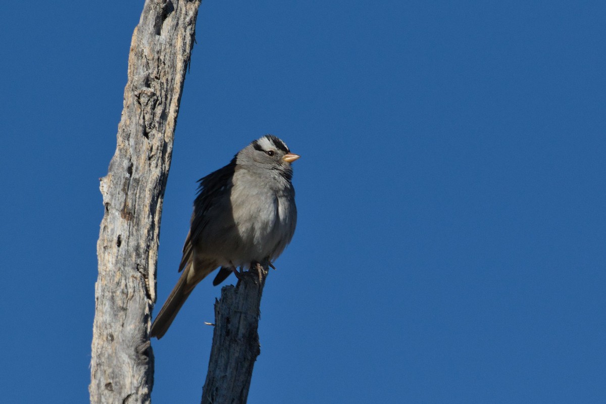 White-crowned Sparrow (Gambel's) - ML285935821