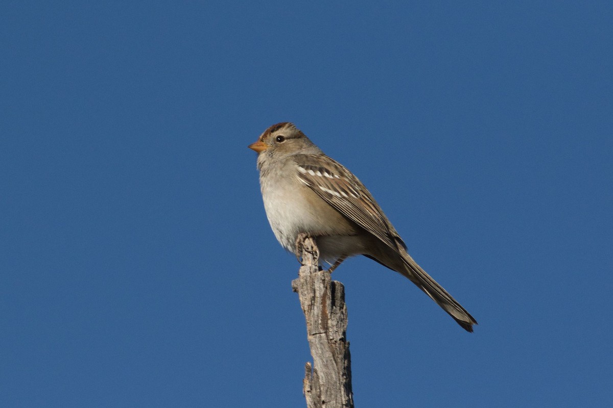 White-crowned Sparrow - ML285935851