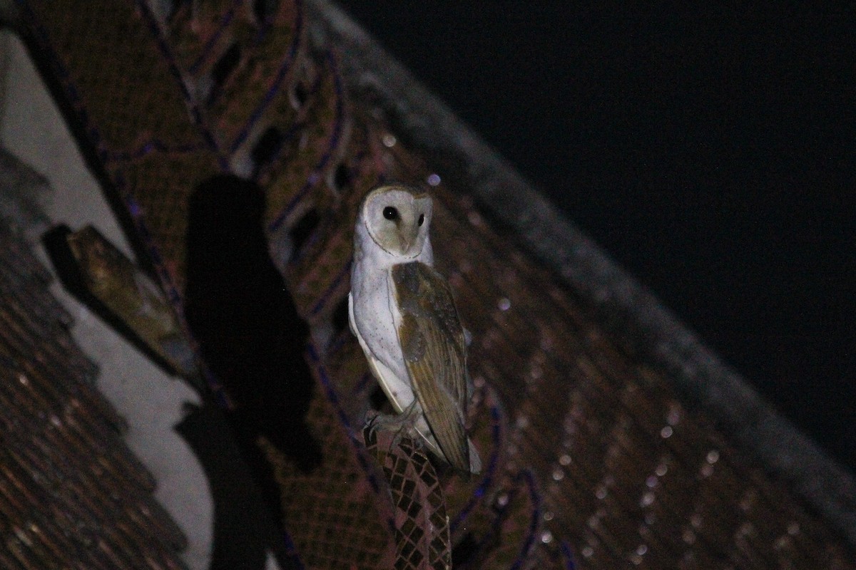 Barn Owl (Eastern) - Krit Adirek