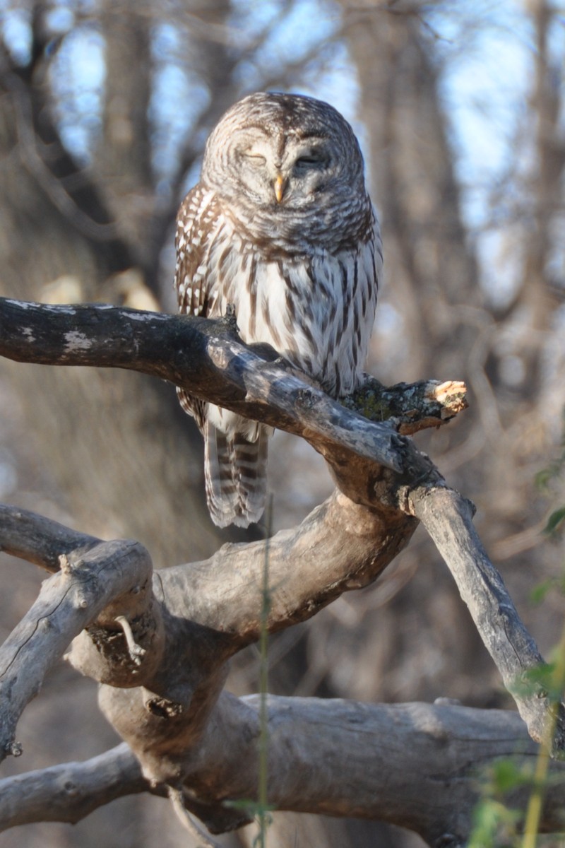 Barred Owl - ML285945571