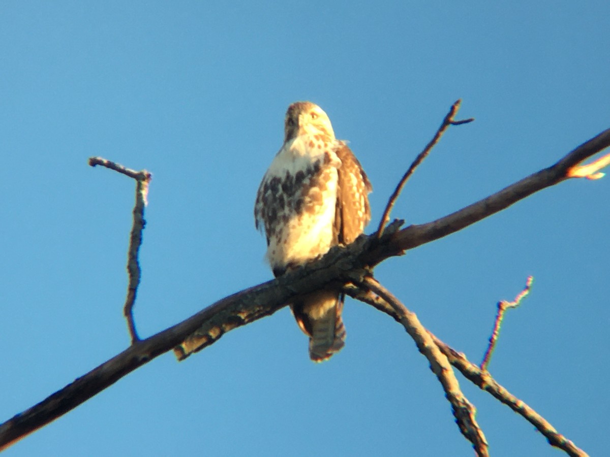 Red-tailed Hawk - Betty Carty