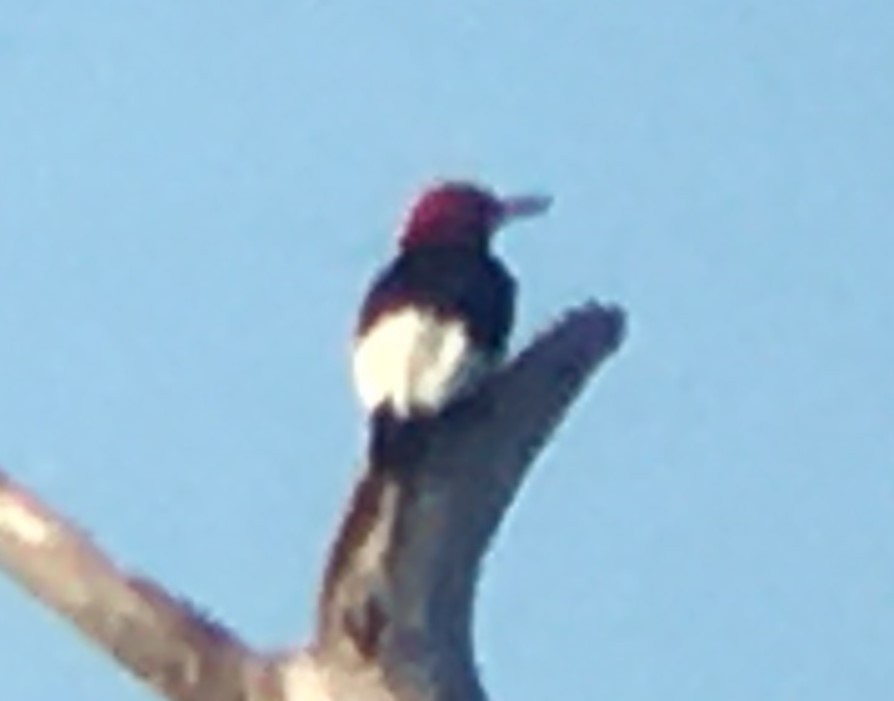 Red-headed Woodpecker - Betty Carty