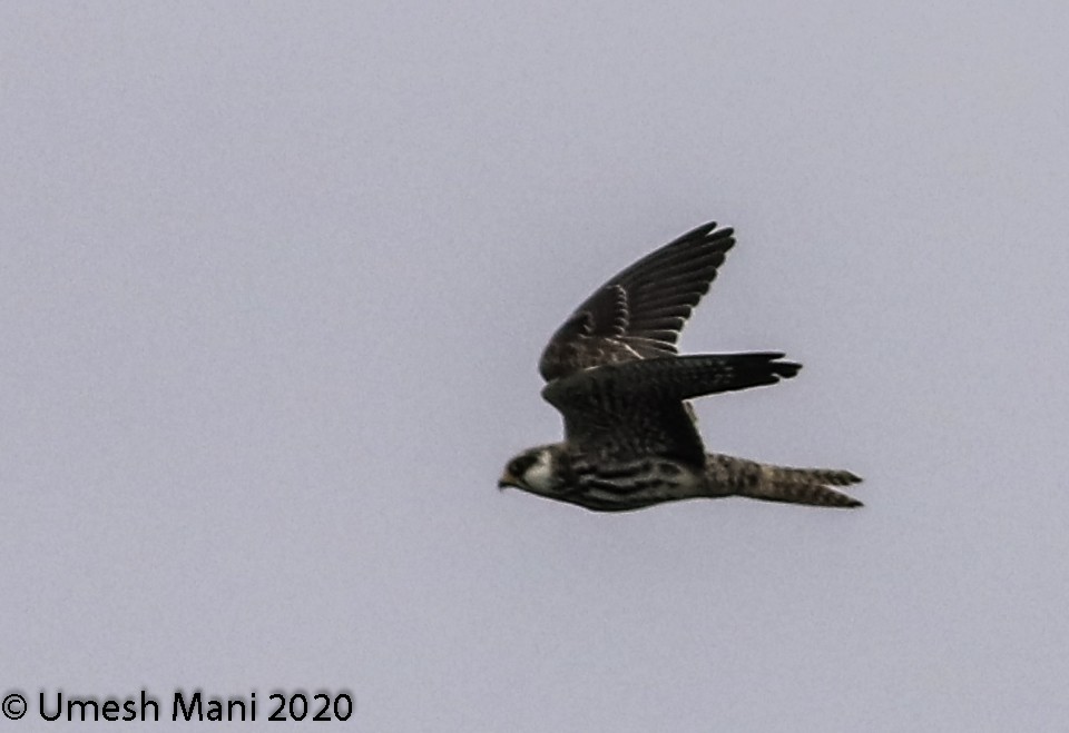 Amur Falcon - Umesh Mani