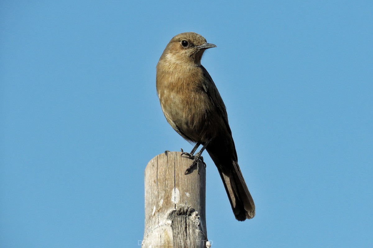 Brown Rock Chat - Denzil Britto