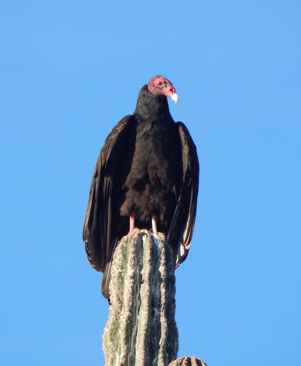 Turkey Vulture - ML285960131