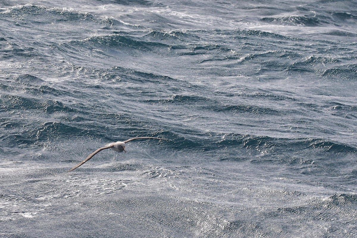 Gray-headed Albatross - ML28596131