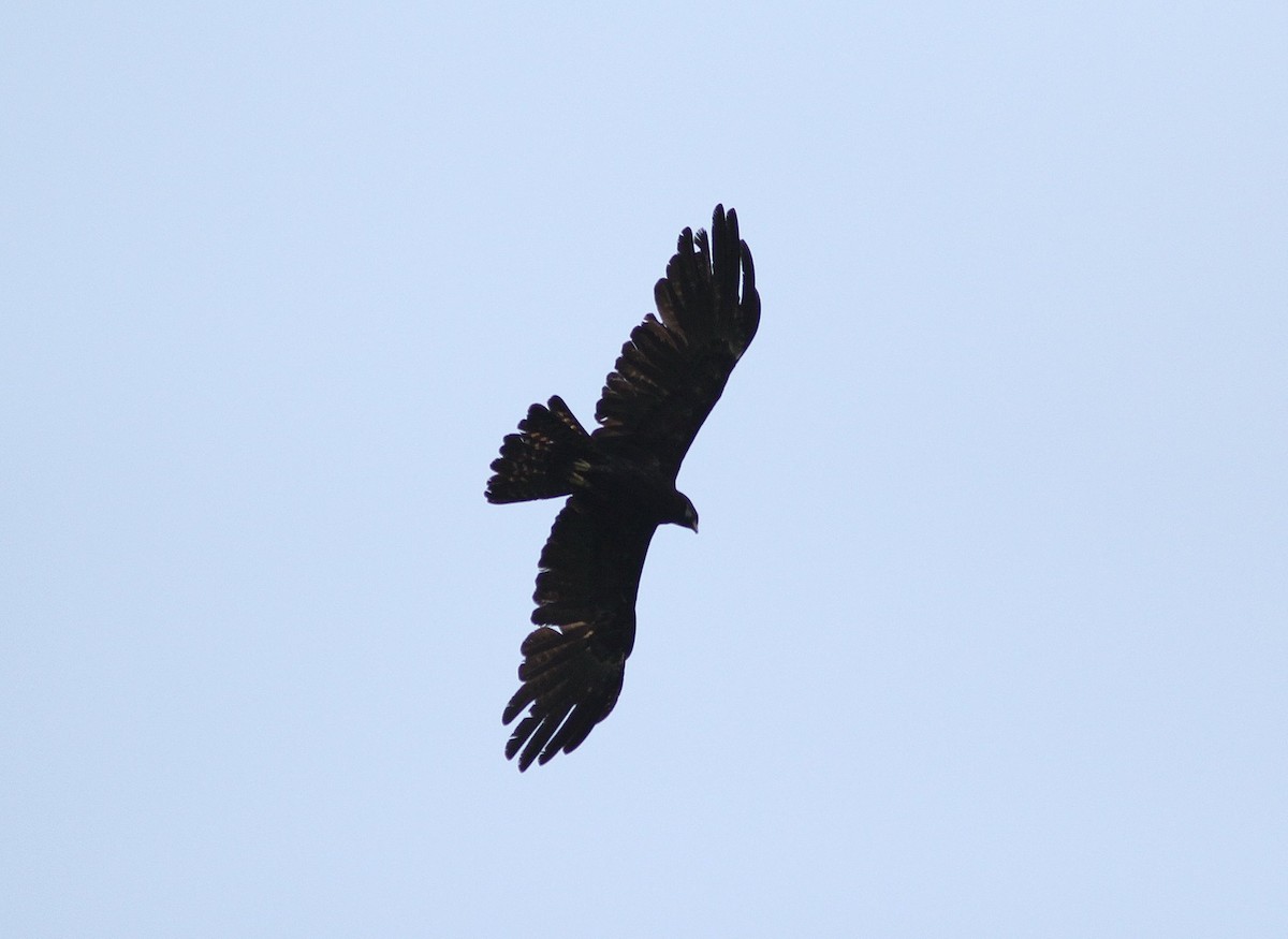 Black Eagle - Krit Adirek