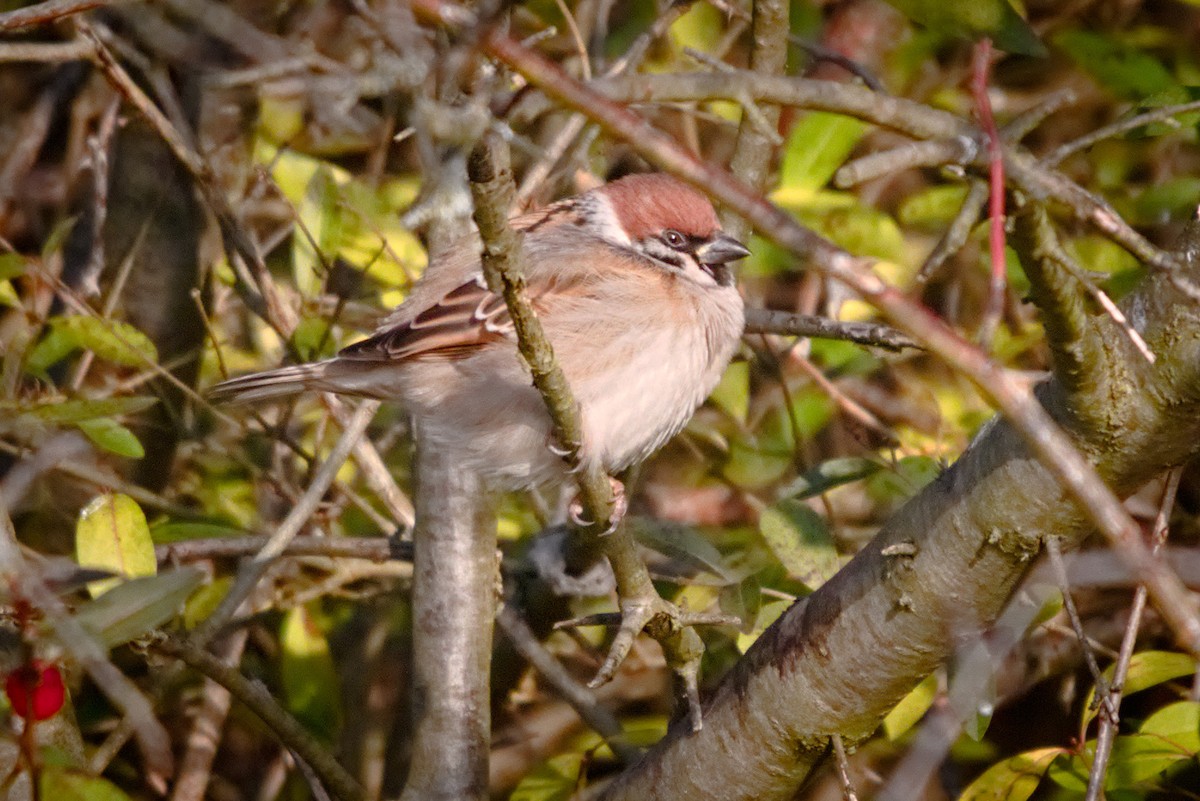 Eurasian Tree Sparrow - Leonardo Re Jorge