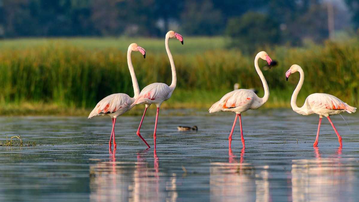 Greater Flamingo - ML285979701