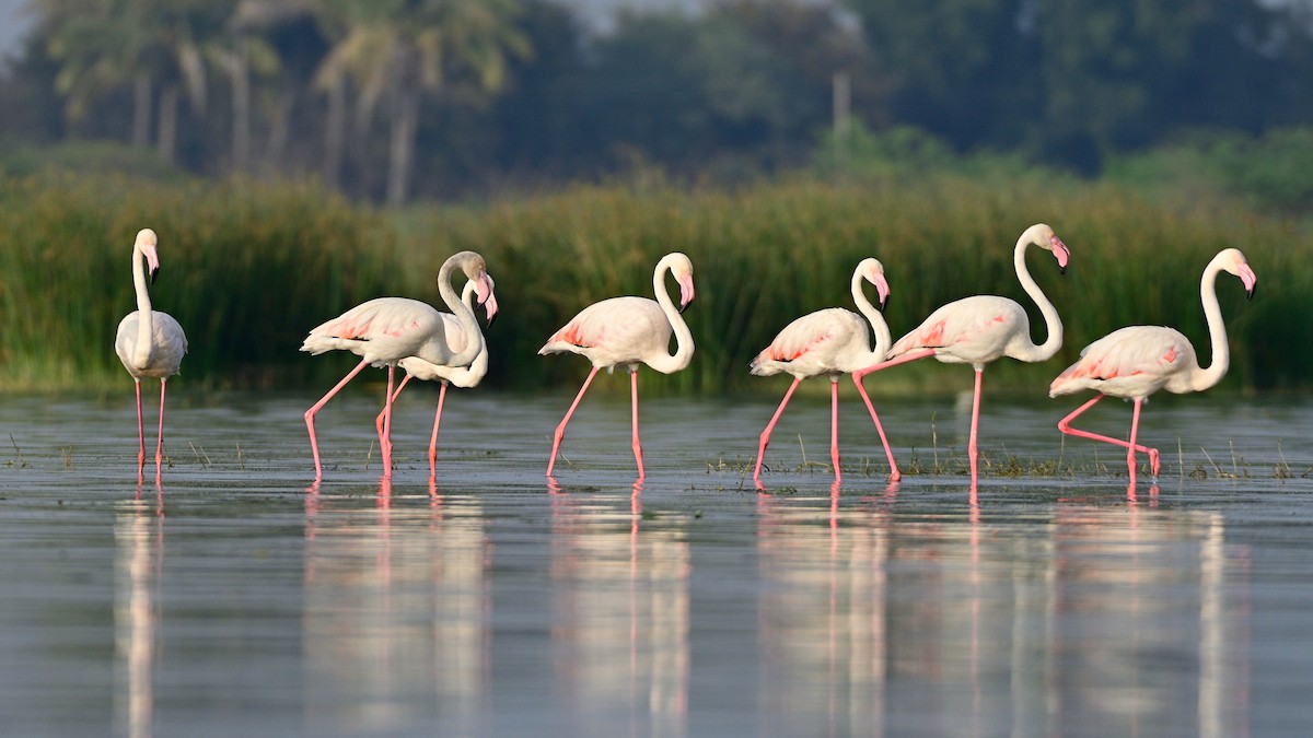 Greater Flamingo - ML285979721