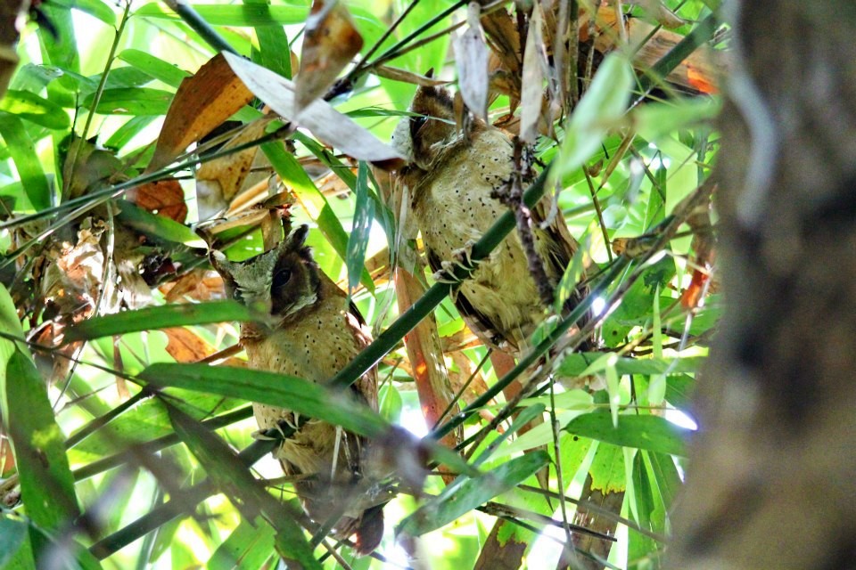 White-fronted Scops-Owl - ML285981141