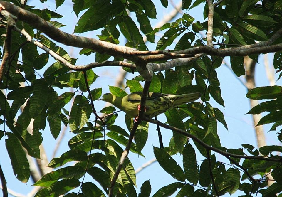 Wedge-tailed Green-Pigeon - Krit Adirek