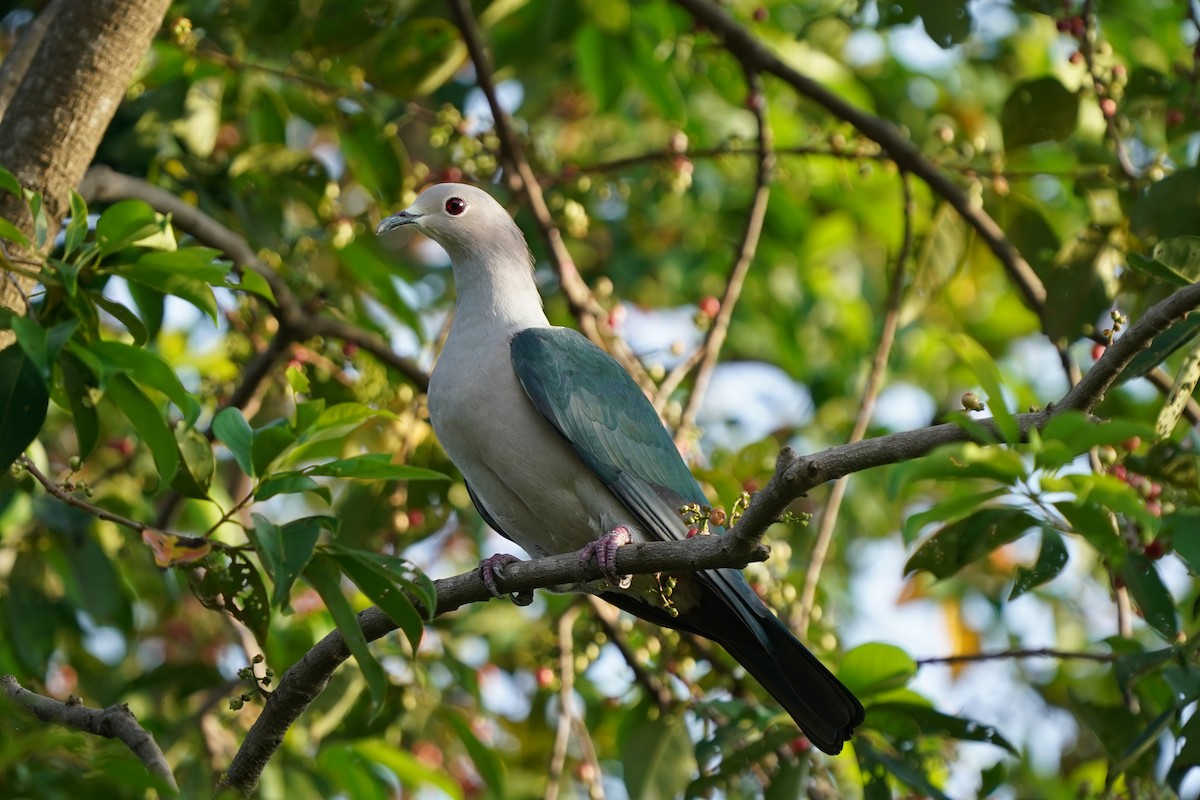 Green Imperial-Pigeon - ML285984551