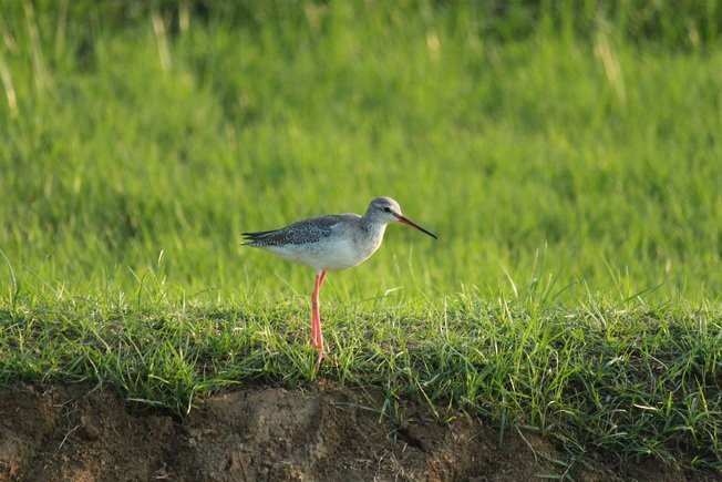 Spotted Redshank - ML285985061