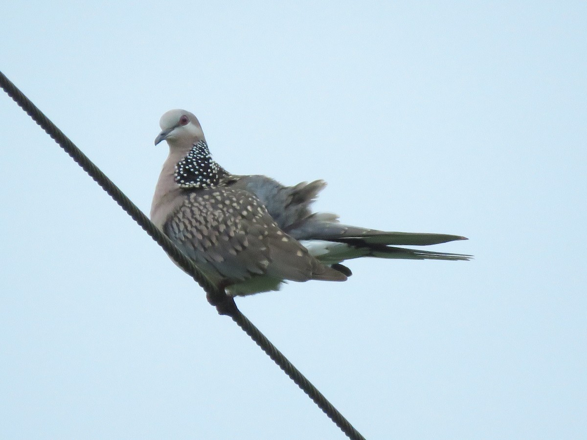 Spotted Dove - ML285986421