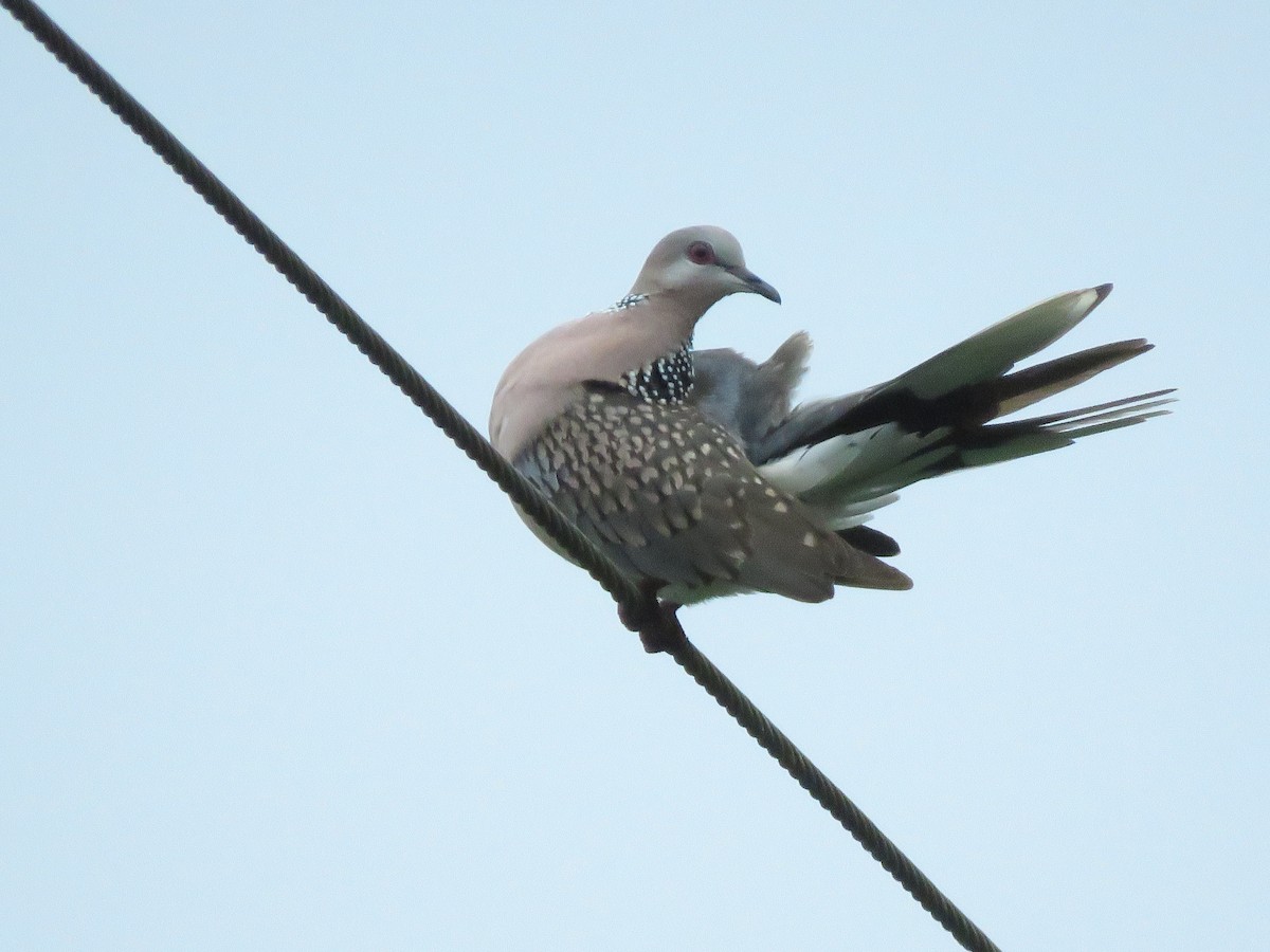 Spotted Dove - ML285986441
