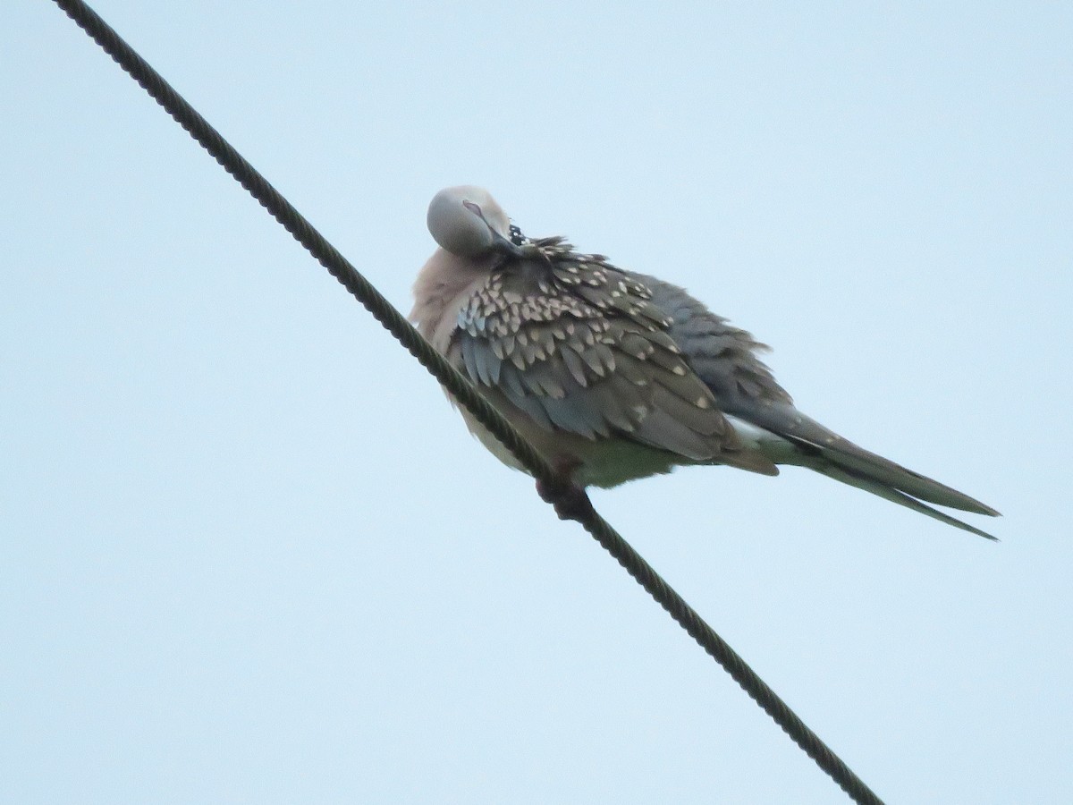 Spotted Dove - ML285986451