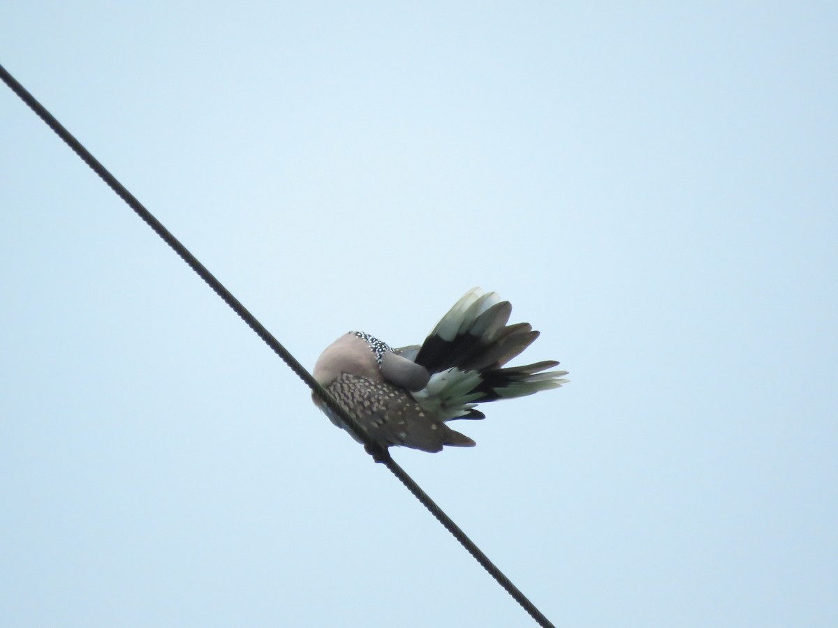 Spotted Dove - ML285986471