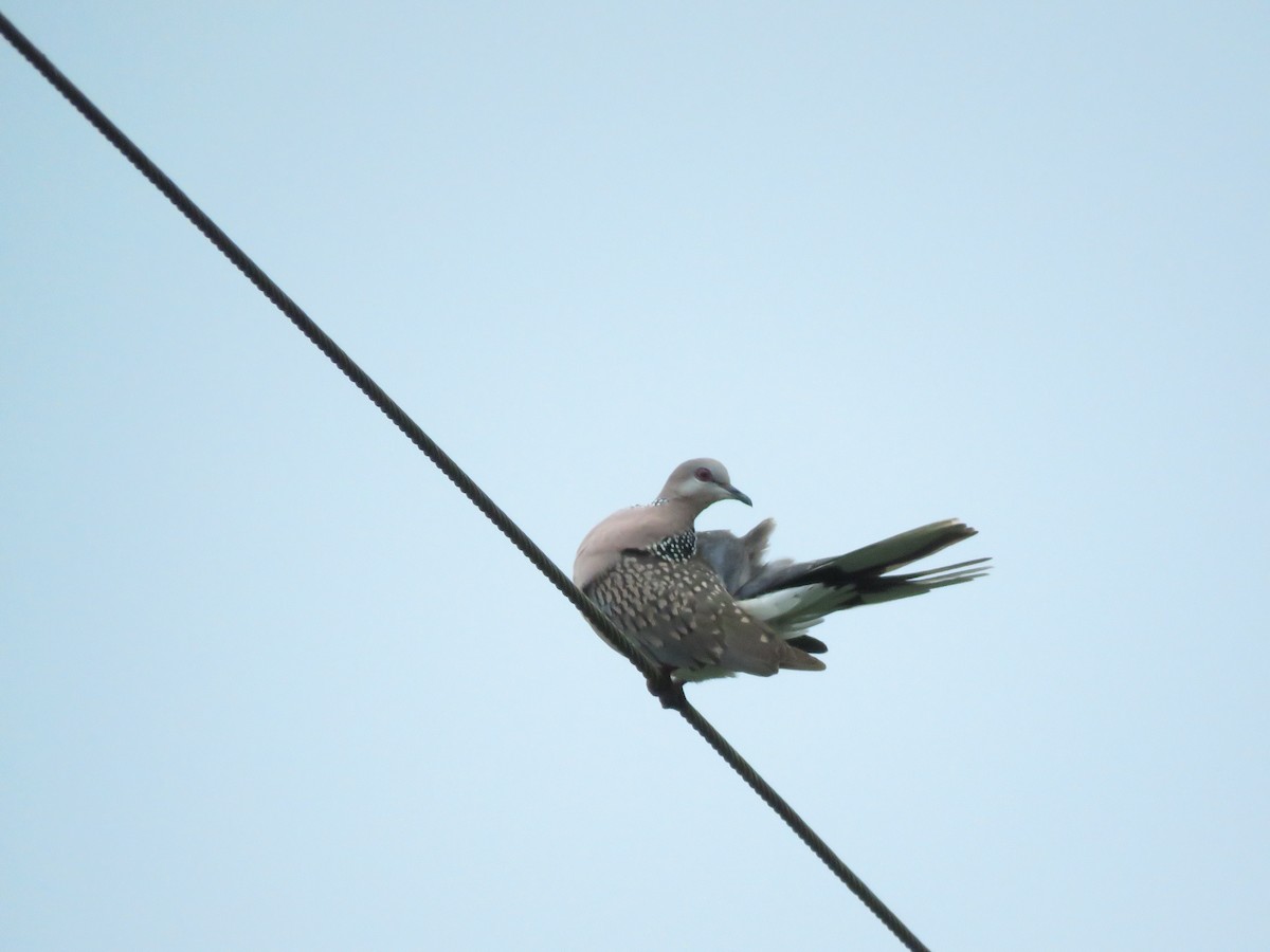 Spotted Dove - ML285986481