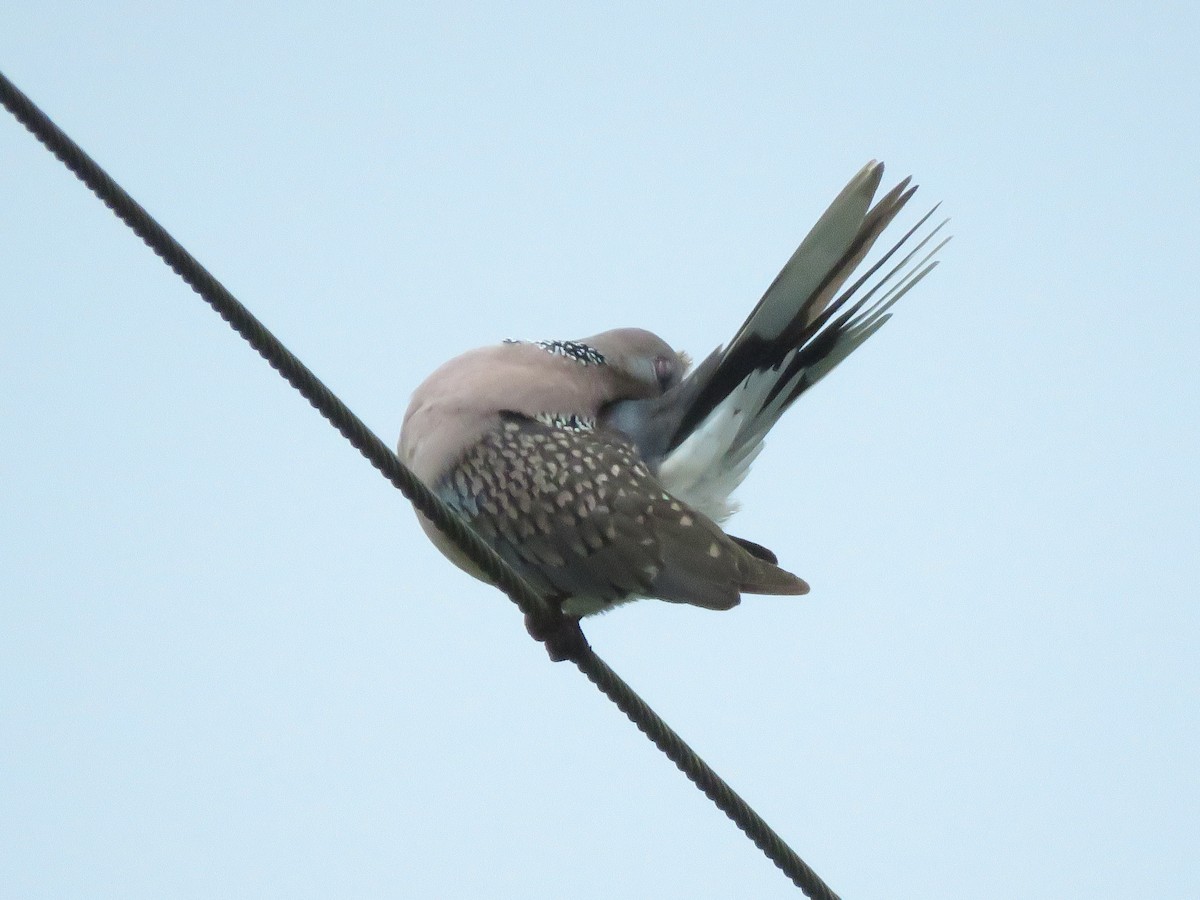 Spotted Dove - ML285986511