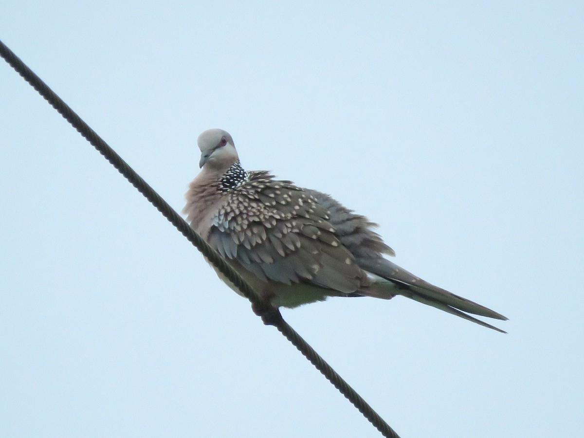 Spotted Dove - ML285986561