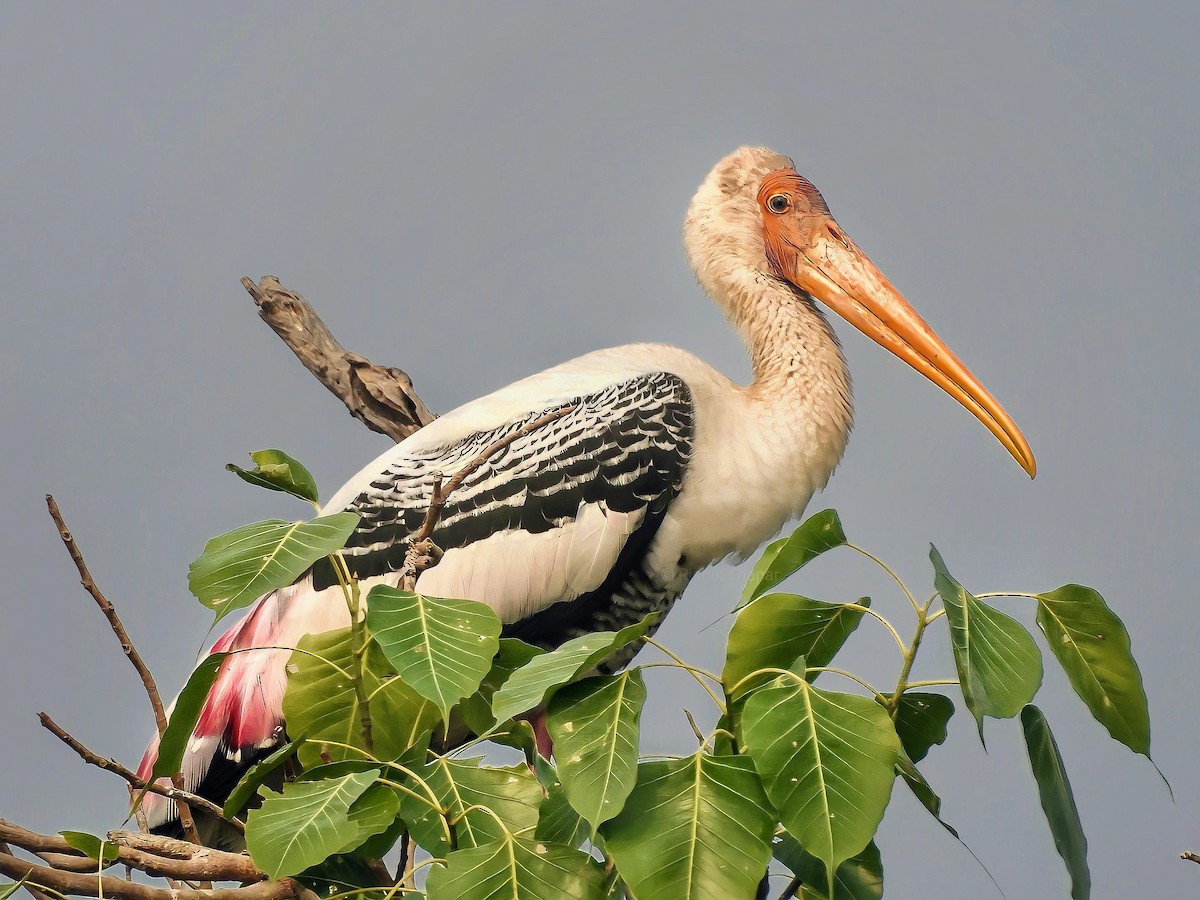 Painted Stork - R Thapar