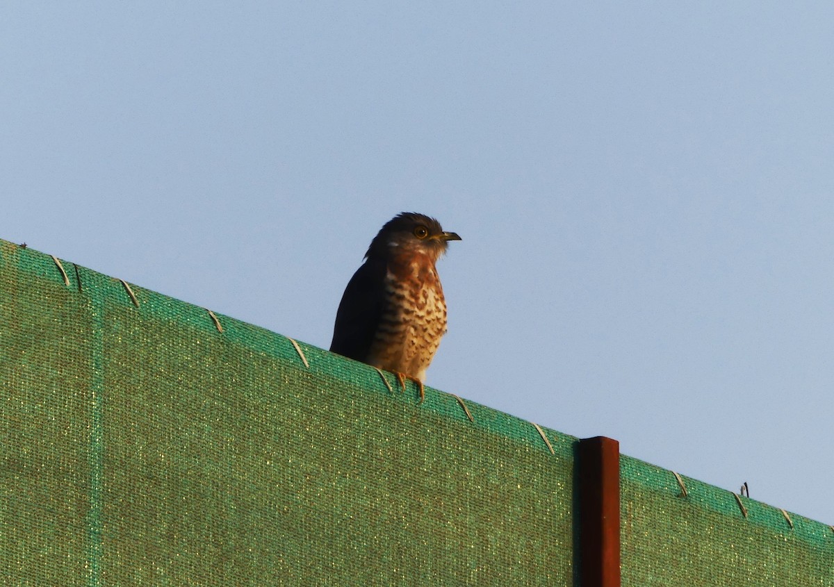 Common Hawk-Cuckoo - Kaushik Sarkar