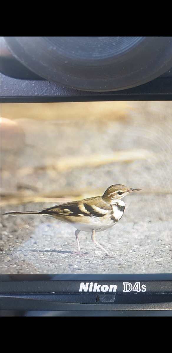 Forest Wagtail - ML285991451