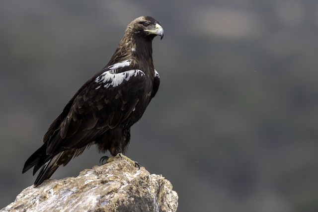 Águila imperial ibérica - eBird