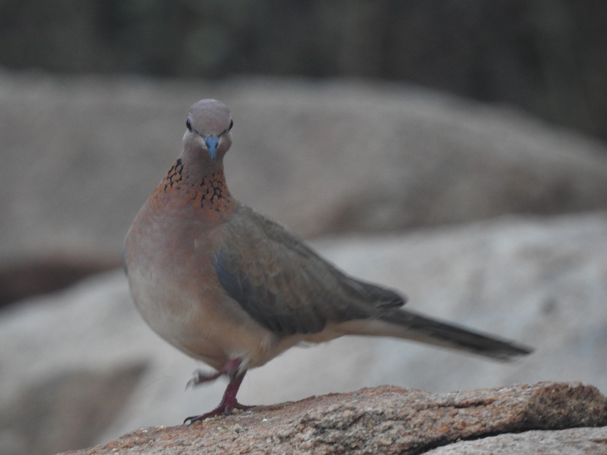 Laughing Dove - ML285994661