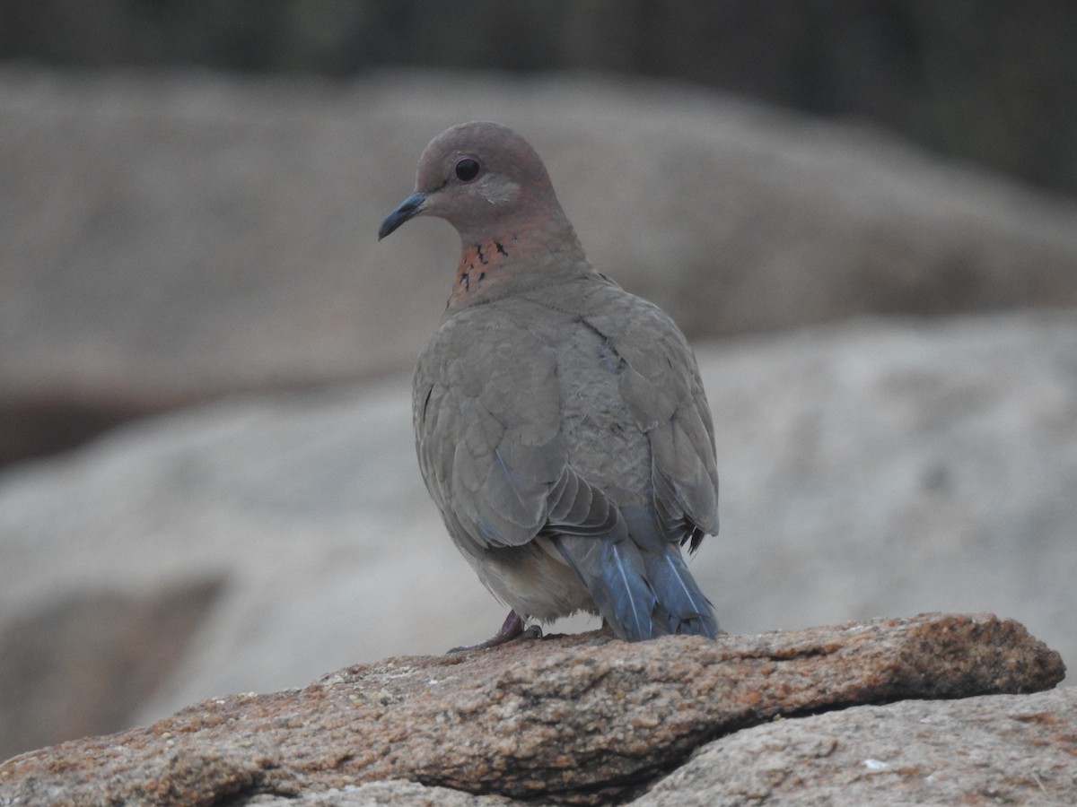 Laughing Dove - ML285994721