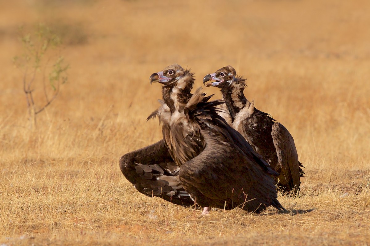 Cinereous Vulture - ML285995111