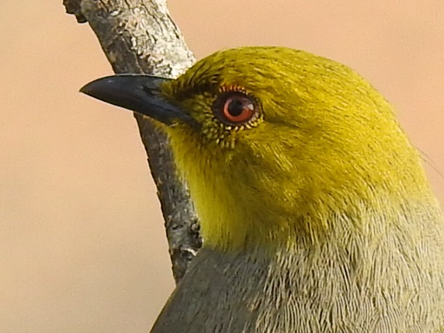 Yellow-throated Bulbul - ML285995571