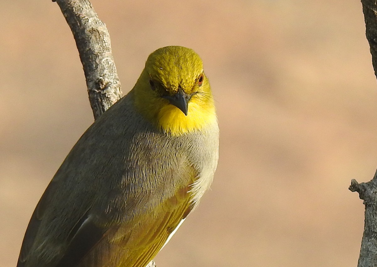 Yellow-throated Bulbul - Francis D'Souza
