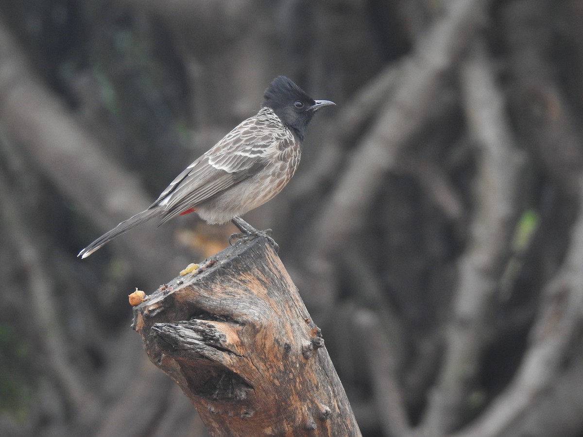 Red-vented Bulbul - ML285995711