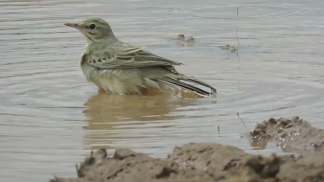  - Tawny Pipit